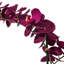 Phalaenopsis artificiel en pot 22 po Karelis-462425076