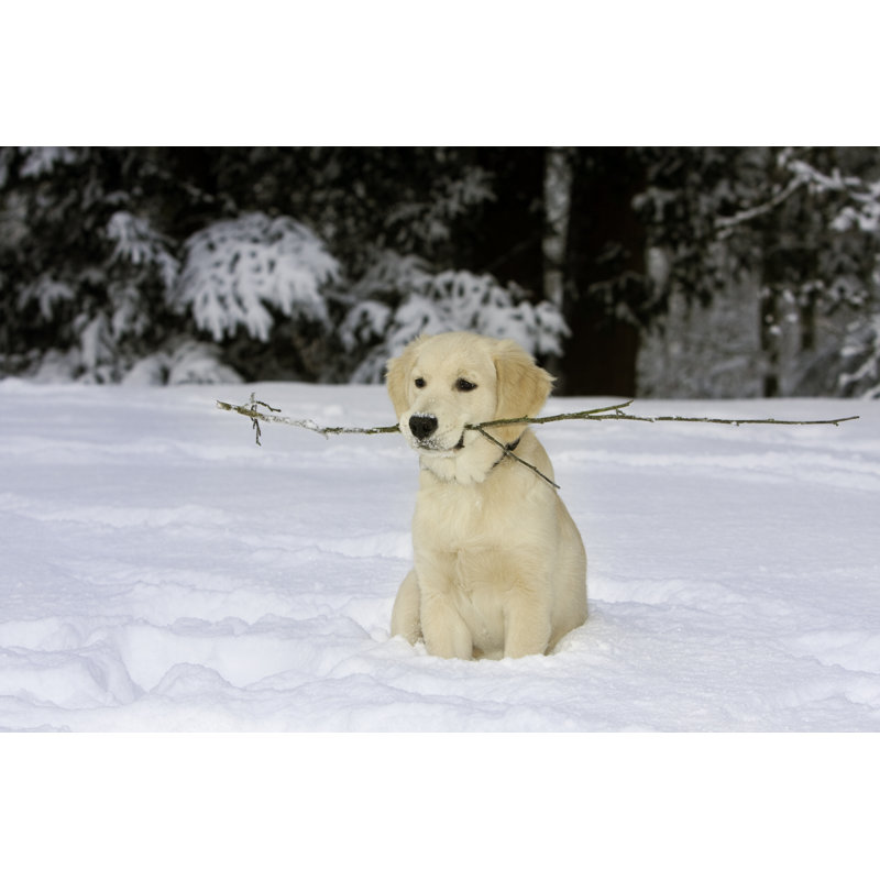 Golden Retriever Puppy by AlbyDeTweede - Wrapped Canvas Print, 30cm H x 46cm W