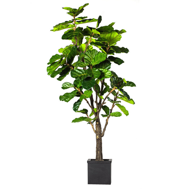 Plantes 84 po FIDDLE LEAF