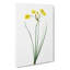 Rush Daffodil Flowers by Pierre-Joseph Redoute - Wrapped Canvas-55323273