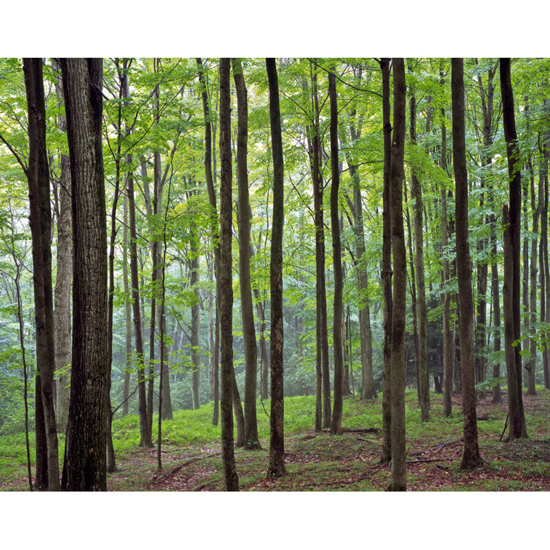 Décalcomanie murale forêt, H 47 po x l 60 po