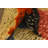 Mullins Multi Rug