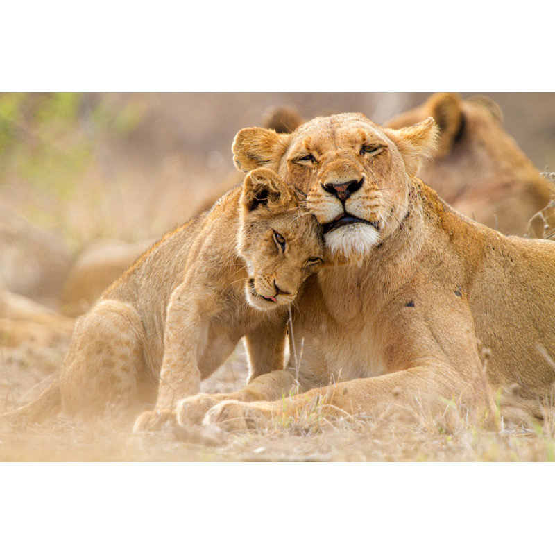 Cute Lion Family by Thomas Retterath - Wrapped Canvas Print, 20cm H x 30cm W