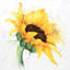Tournesol aquarelle avec éclaboussures de peinture | Reproduction encadrée avec passe-partout