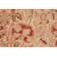 Oyer Wool Floral Indoor Rug
