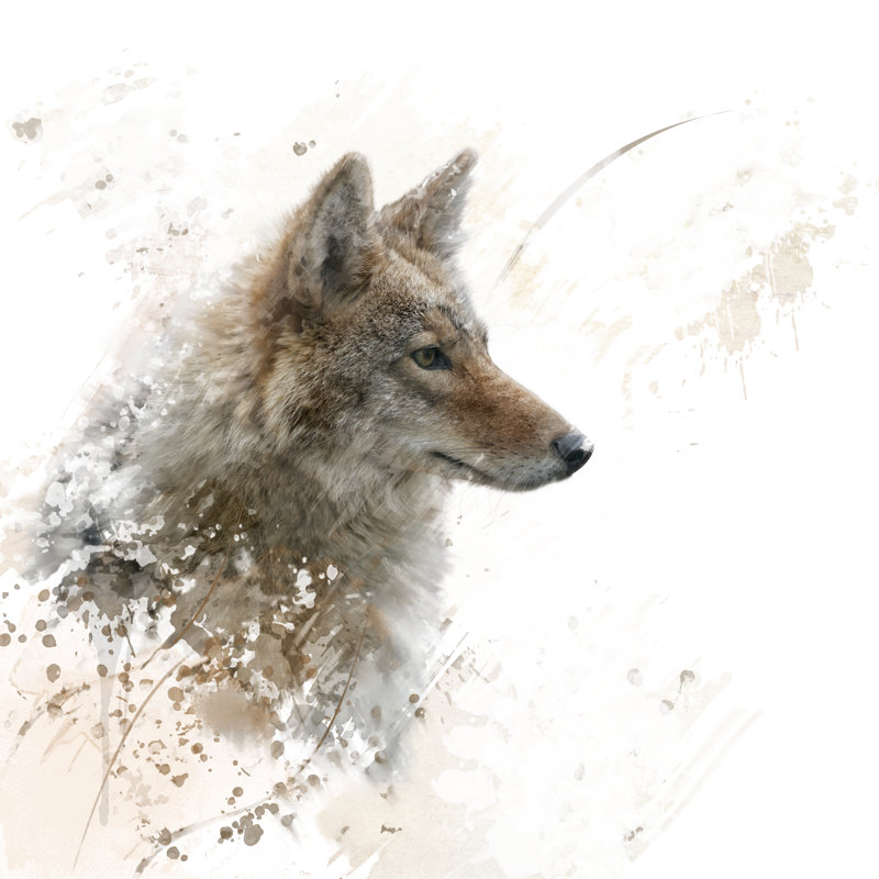 Close Up Image Of Coyote Watercolor by Saddako - Wrapped Canvas Painting, 51cm H x 51cm W x 3.8cm D