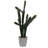 Cactus succulent en pot