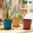 6 inch Plant Pots 5 Pack-846098984