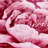 Flannel Floral Comforter Set