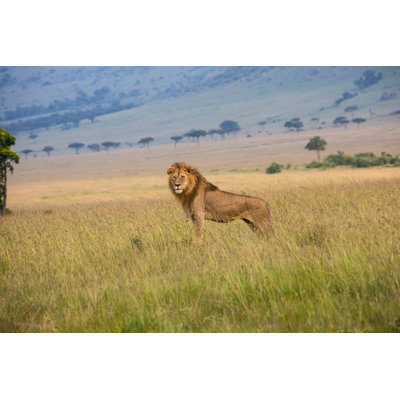 Male Lion - Wrapped Canvas Print