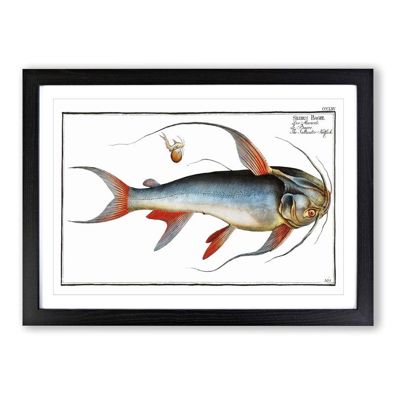 Saltwater Catfish by M.E. Bloch - Picture Frame Painting Print, 48cm H x 65cm W x 2cm D, Black Framed