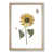 Oak Framed