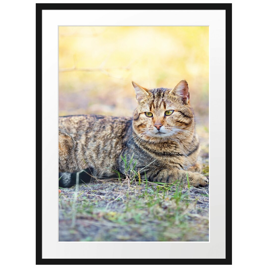 Gerahmtes Poster Ruhende Katze im Wald