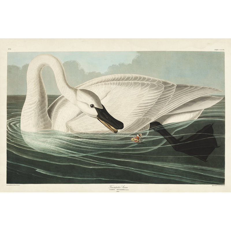 " Pl 406 Trumpeter Swan " by James Audubon Painting Print, 8" H x 12" W