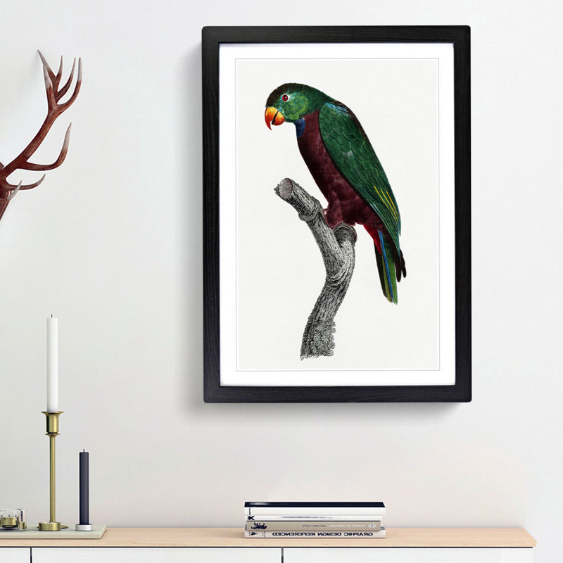 Red-Billed Parrot by F. Levaillant - Picture Frame Painting Print, 48cm H x 36cm W x 2cm D, Black Framed
