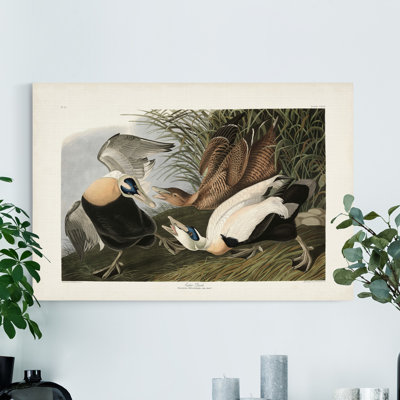 " Pl 246 Eider Duck "