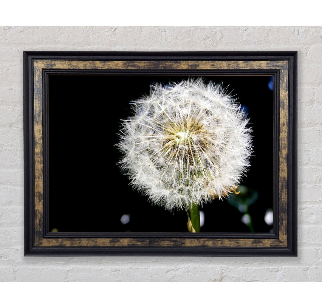 Dandelion Dream - Druck