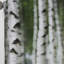 Rideau obscurcissant à motif floral blanc et vert Birch Tree Whispers III - 1 panneau-107830777