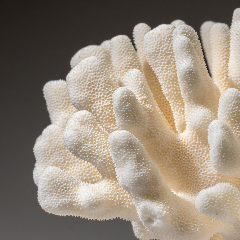 Genuine White Cat's Paw Coral (5.5 Lbs)