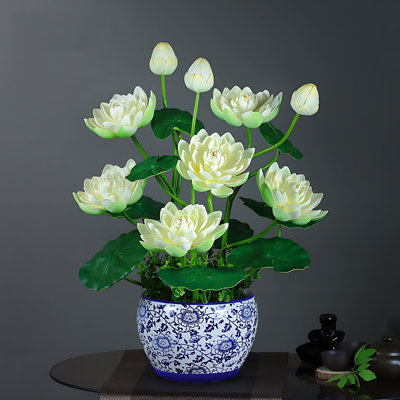 Ranunculus Arrangement in Pot