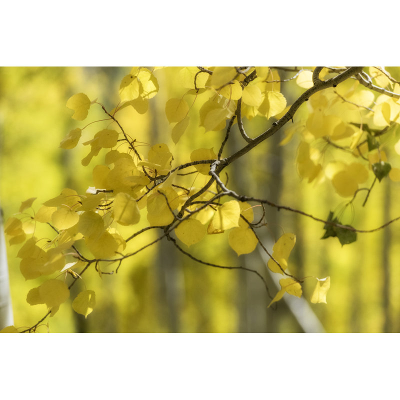 Aspen Backlight by Danny Head - Photograph, 30cm H x 46cm W, Black Floater Framed