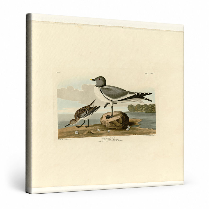 Fork-tailed Gull, Plate 285 — Square Canvas Wall Art, 16" W x 16" H