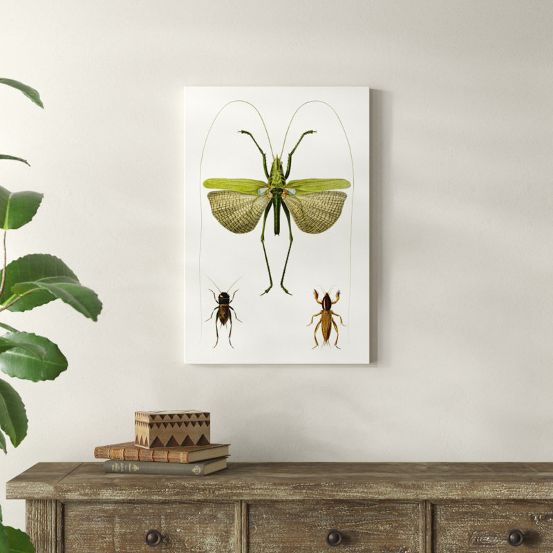 Entomology Series V 1 Piece Painting on Canvas, 76cm H x 51cm W, Wrapped Canvas