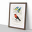Bird Illustrations PL. 3B by Charles D' Orbigny - Single Picture Frame Painting-55457125-55457126