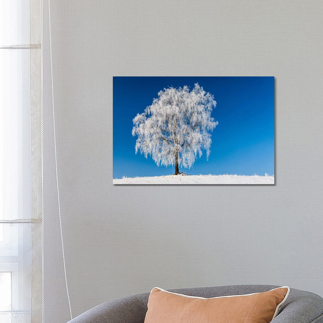 Poland, Podlaskie, Winter, Birch Tree by Mikolaj Gospodarek - Wrapped Canvas Print