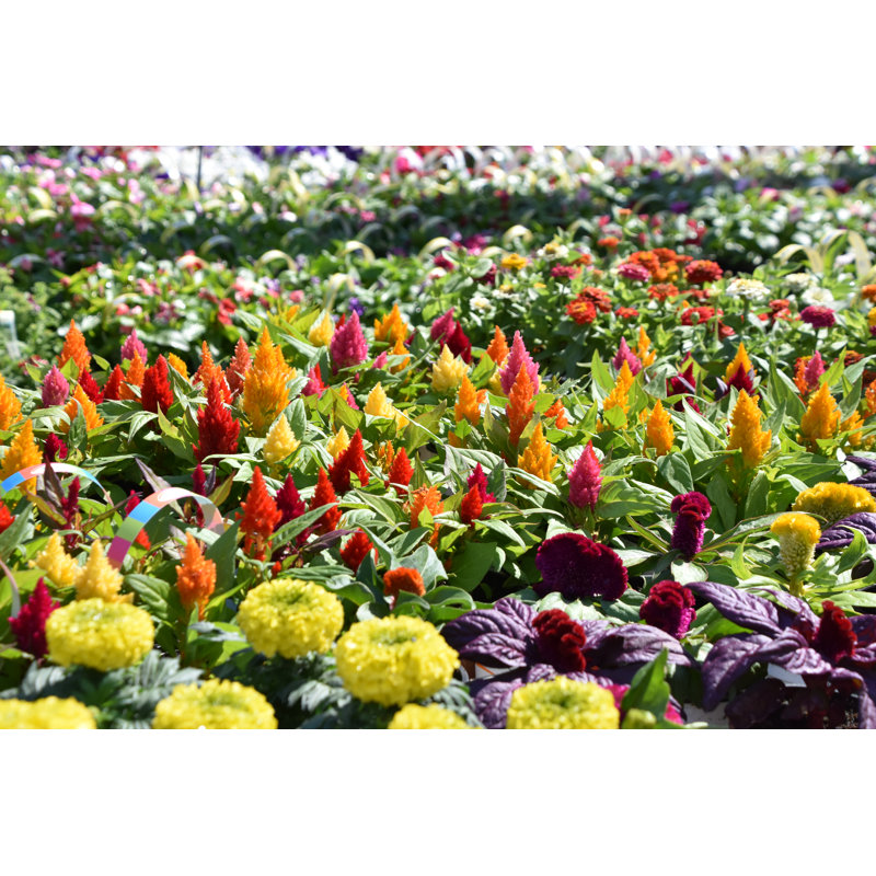 Spring Garden Flower by TzahiV - No Frame Art Prints on Canvas, 61cm H x 91cm W