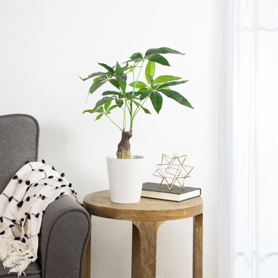 20 plantes