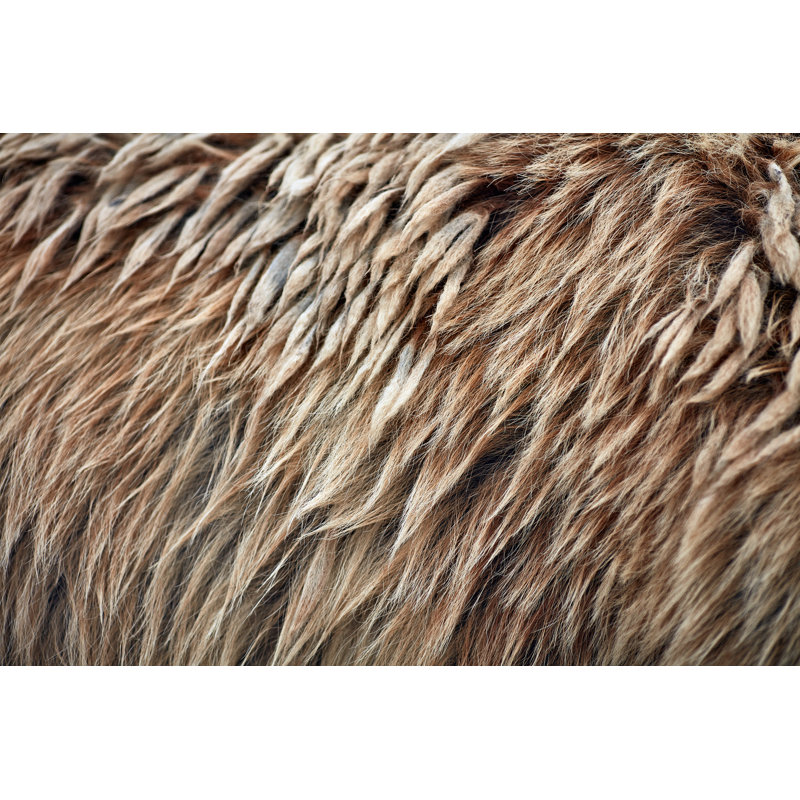Brown bear 1 Piece Wrapped Canvas Wall Art, 30cm H x 46cm W