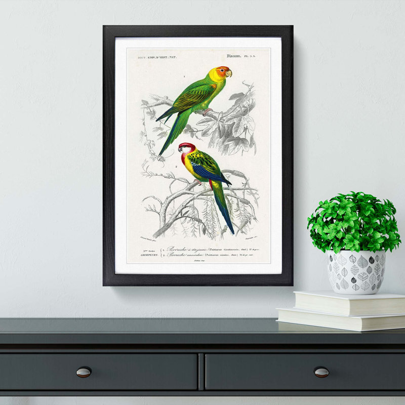 Parrot Illustrations by Charles d'Orbigny - Picture Frame Painting Print, 36cm H x 27cm W x 2cm D, Black Framed