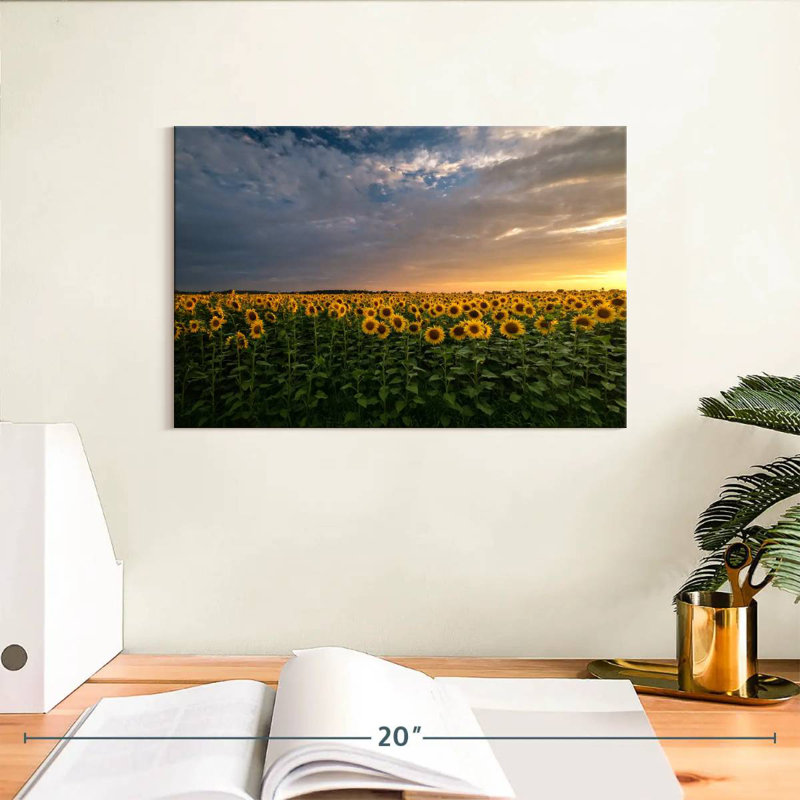 Champ de tournesols Alvord Mittenwalde, H 8 po x l 12 po