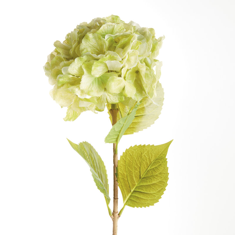 TIGES MOPHEAD HYDRANGEA 30,5 po, Vert