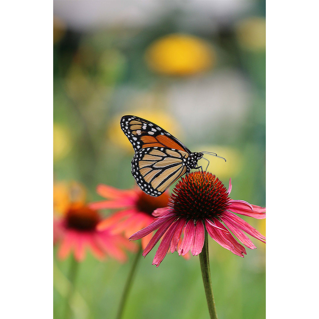 Monarch Schmetterling auf rosa Blume von Mirjana Simeunovich - Leinwanddrucke