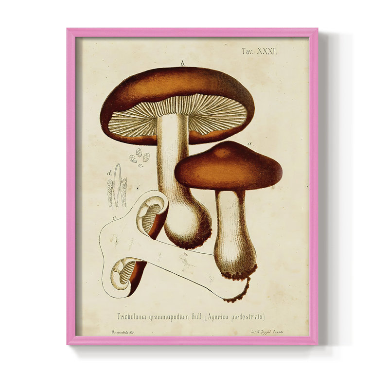 Champignon Variétés VI, reproduction encadrée - bois massif, Rose, H 10 po x l 8 po