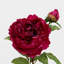 Peony Faux Floral-1036916918-1036916916