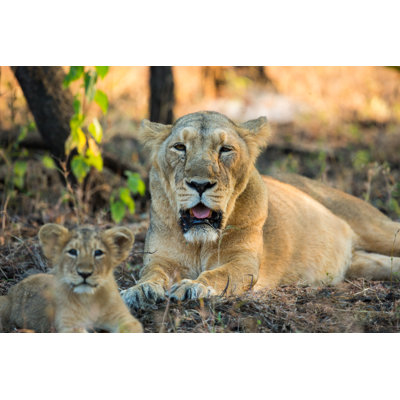Lioness And Cub by Dyan_k - Wrapped Canvas Print