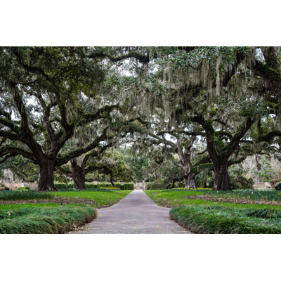 " Southern Beauty "
