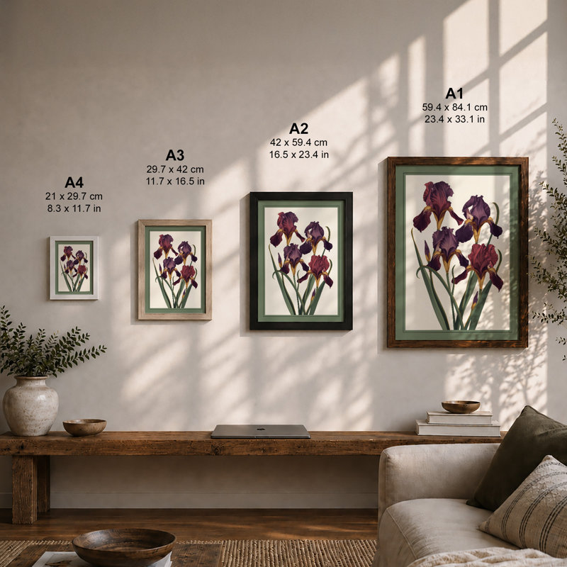Purple Iris Study Botanical - Framed Print, A3 - 42.0 x 29.7 cm, Unframed