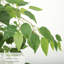 Ficus artificiel en figuier blanc en pot décoratif, plante artificielle réaliste avec bois naturel multi-troncs pour la décoration de bureau personnel-658401131