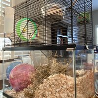 Tucker Murphy Pet™ Cecellia 3 Level Naturals Rat Cage & Reviews