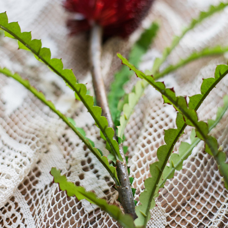 Tige de integrifolia pins, Cinq tiges, Rouge