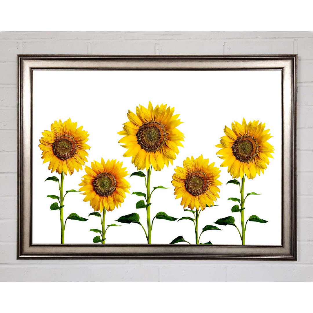 Sunflower Mayhem - Einzelne Bilderrahmen Kunstdrucke