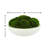 Vanora Preserved Moss Plant in Planter-1839579335