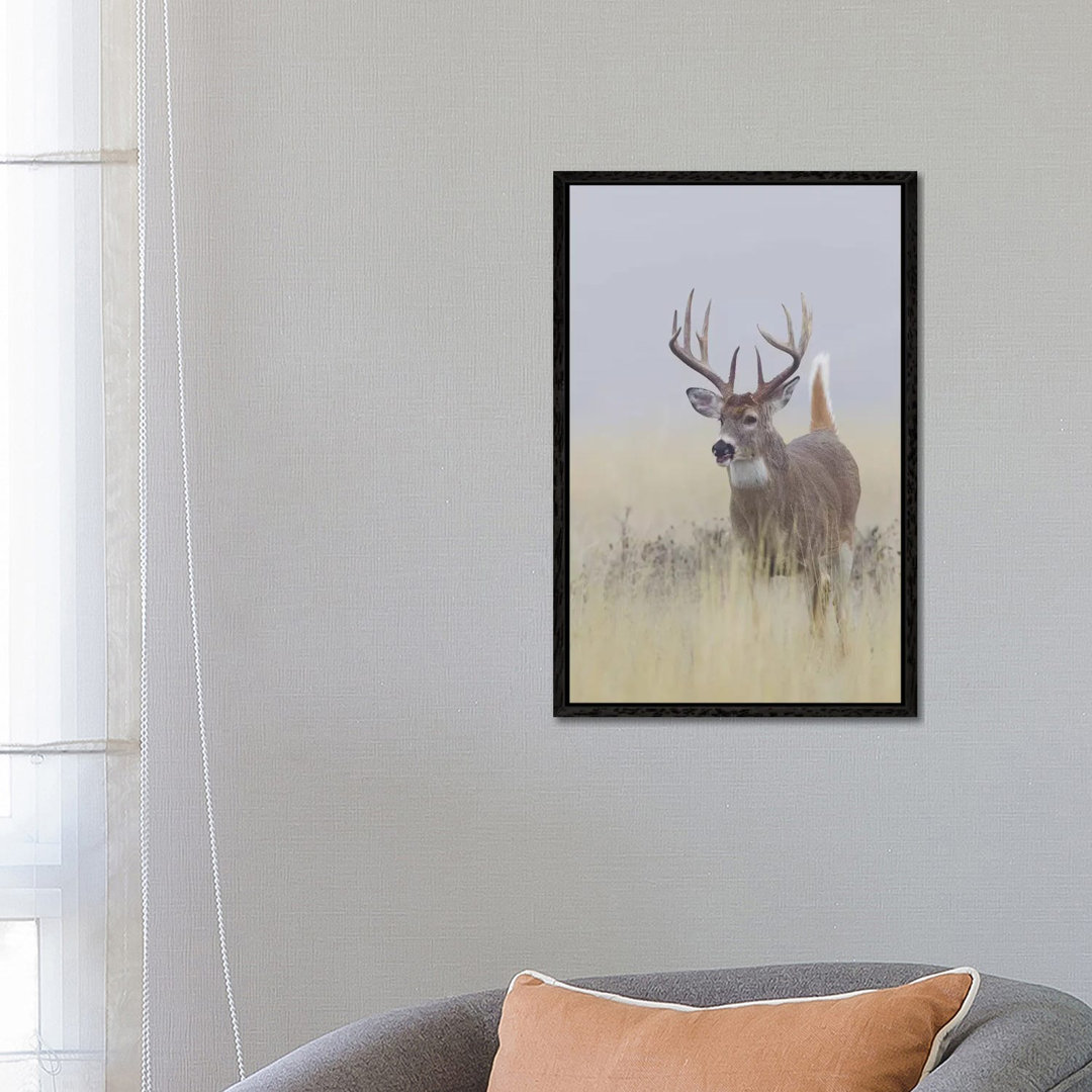 White-tail Deer Buck von Ken Archer - Galerie-verpackte Leinwand Giclée auf Leinwand