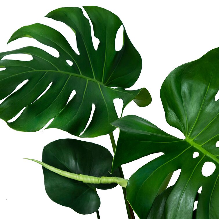 Monstera deliciosa (Ceriman, Cutleaf Philodendron, Hurricane Plant, Mexican  Breadfruit, Mother-in-Law, Split-leaf Philodendron, Swiss Cheese Plant)