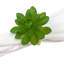 Napkin Ring