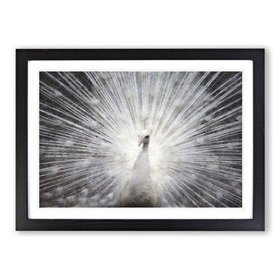 White Peacock Painting - Picture Frame Graphic Art